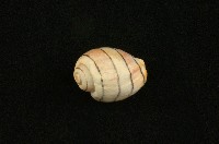 藏品(玫瑰泡螺)的圖片